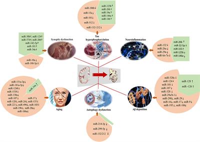 The Regulation of microRNAs in Alzheimer's Disease